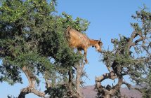 maroc-chèvre-arganiers